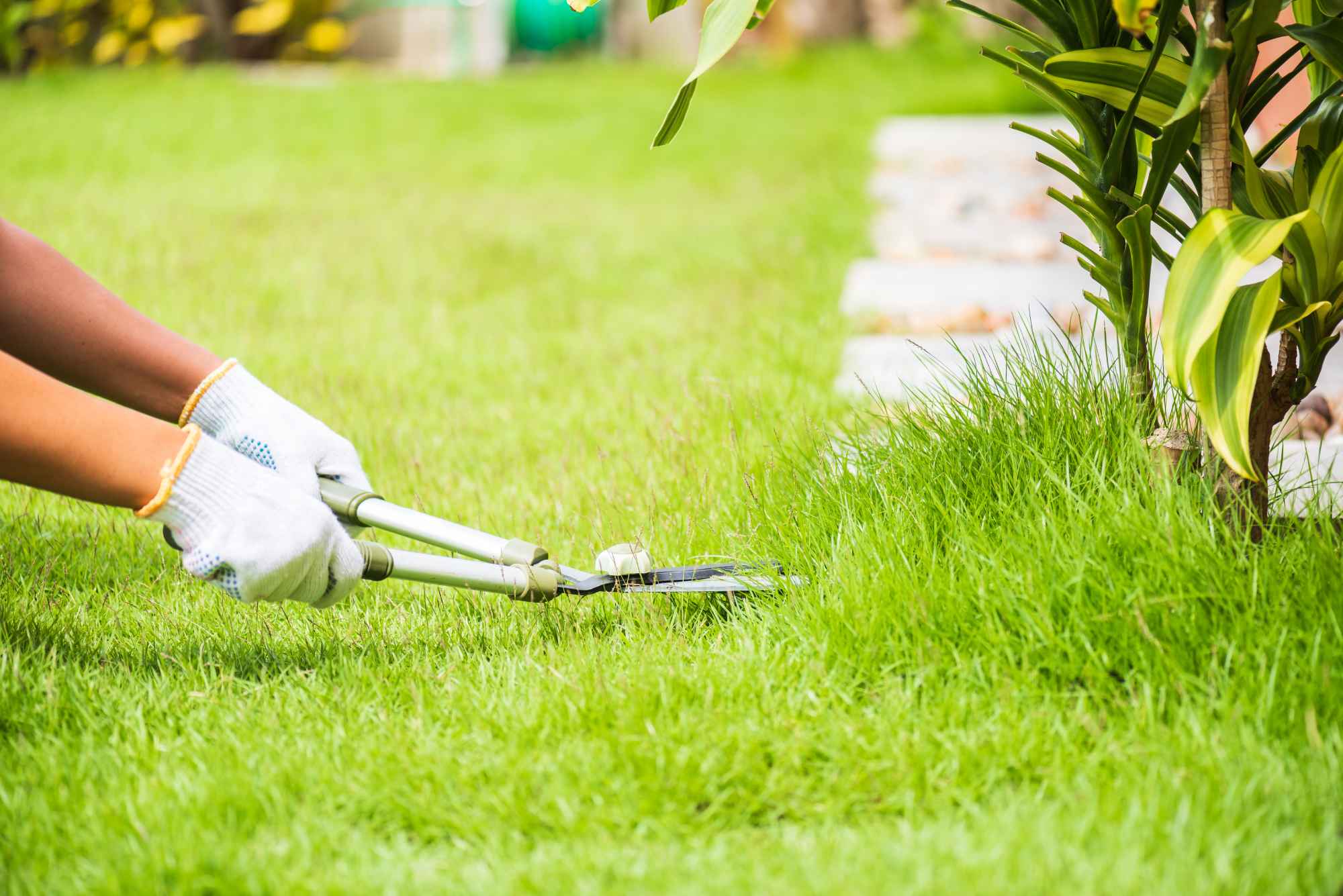 Lawn Care and Maintenance